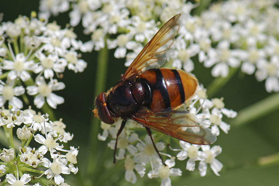 Volucella zonaria